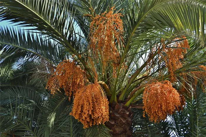 Финиковая пальма описание виды уход в домашних условиях Как выглядит финиковая пальма