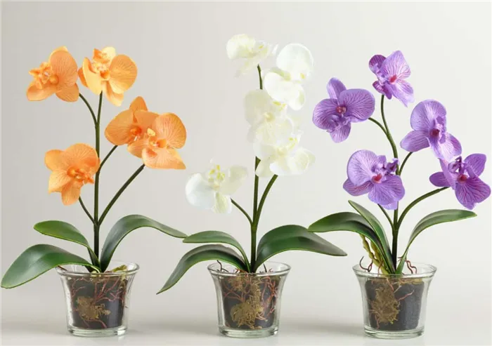 Горшок для орхидеи какой лучше выбрать Какой горшок для орхидеи