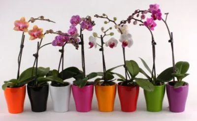 Как осуществлять подкормку орхидеи во время цветения Советы профессионалов Чем подкормить орхидею для цветения