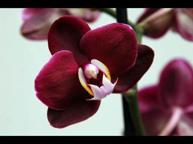 Как посадить орхидею примеры в горшок и в домашних условиях Как посадить орхидею в горшок