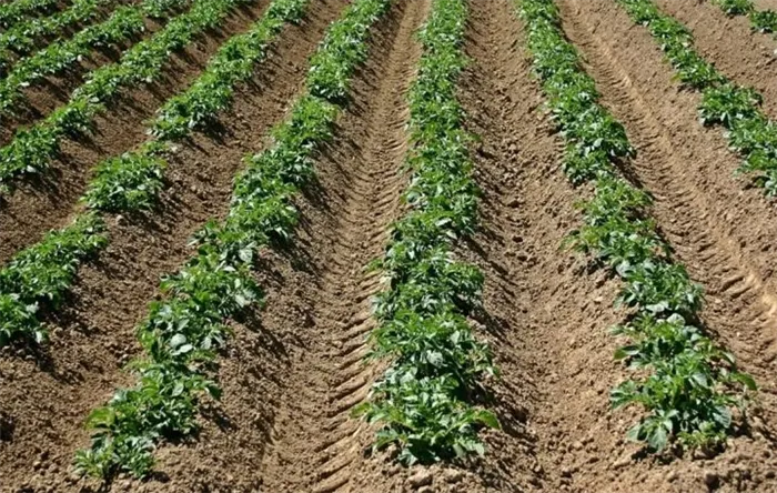 Как применять гербициды от сорняков на картофеле Как избавиться от сорняков на картофельном поле