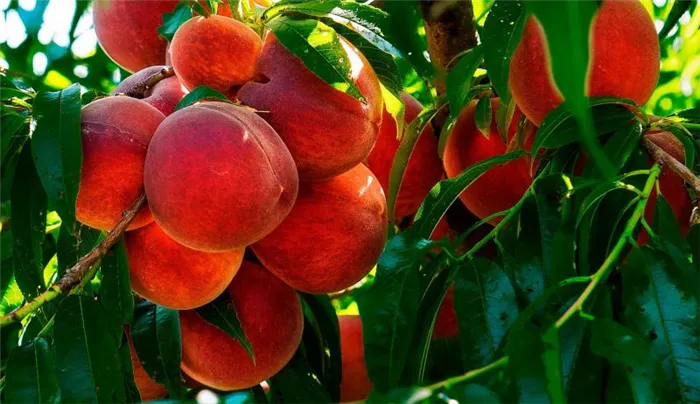 Как спасти персик от курчавости листьев Чем обработать персик от курчавости