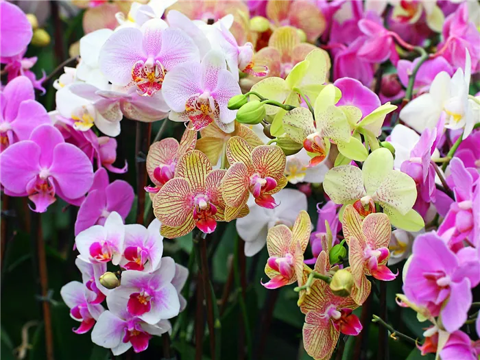 Как ухаживать за корнями орхидеи Что делать с корнями орхидеи