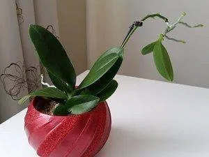 Как ухаживать за мини орхидеями в домашних условиях Как ухаживать за мини орхидеей