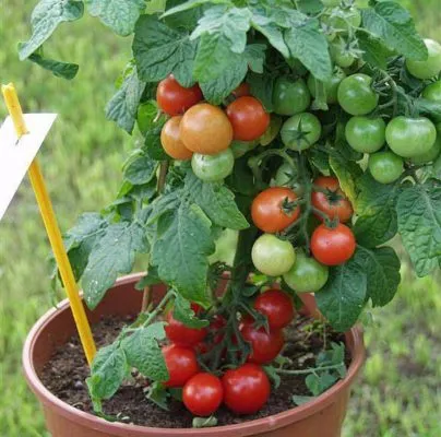 Как выращивать томат Балконное чудо дома и в открытом грунте Томат балконное чудо как выращивать