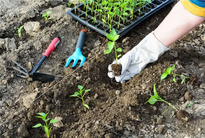 Как и когда сажать семена перца на рассаду в 2023 году Как вырастить рассаду перца