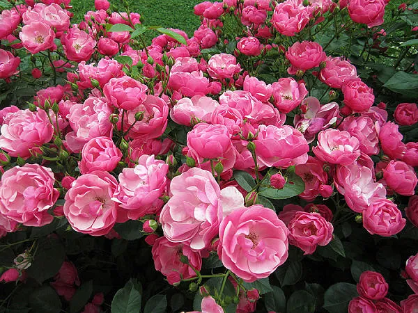Неповторимый аромат мускусной розы Мускусная роза что это