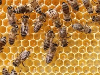 Омшаник для пчел строительство своими руками особенности хранения пчёл Омшаник что это такое