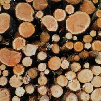 Особенности деловой древесины Что такое деловая древесина