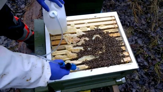 Особенности обработки пчёл щавелевой кислотой Как обрабатывать пчел щавелевой кислотой