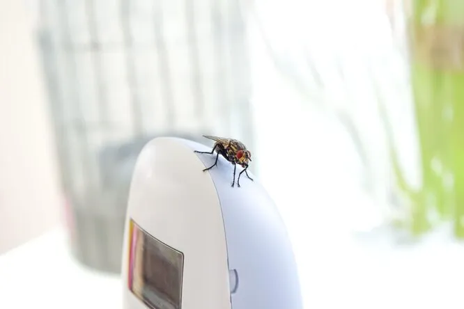 Почему мухи липнут к людям особенно с утра а ещё и кусаются в конце лета На что летят мухи