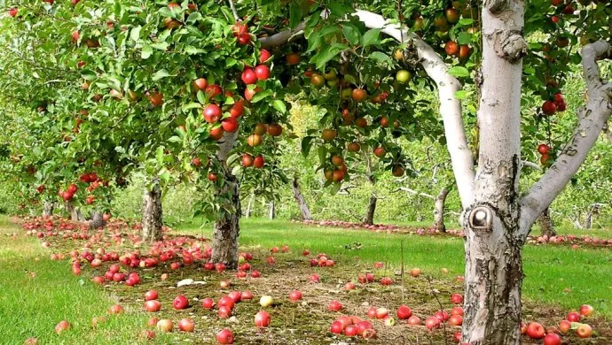Почему опадают яблоки с яблони раньше поспевания Почему опадают яблоки с яблони раньше поспевания