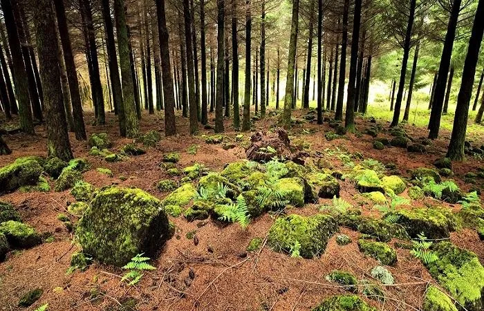 Почвы хвойных лесов Какая почва в хвойных лесах