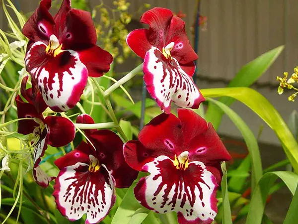 9 поводов влюбиться в орхидею Мильтонию и уход в домашних условиях Орхидея мильтония как ухаживать в домашних условиях