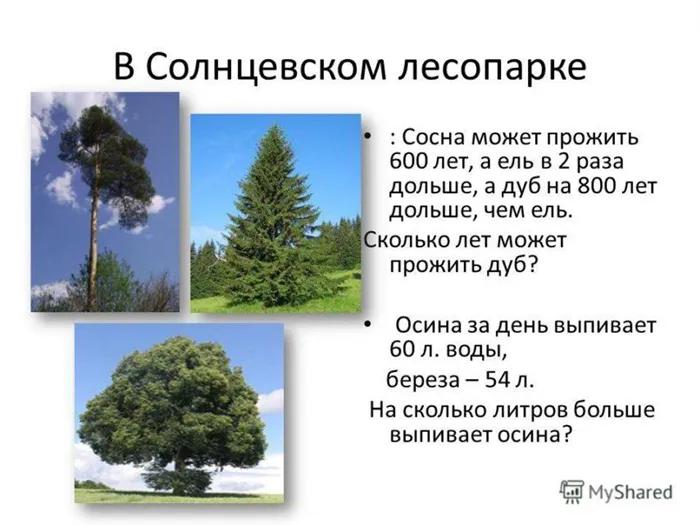 Продолжительность жизни сосны Это интересно знать продолжительность жизни деревьев сколько лет живет дерево Дуб Сколько лет живет сосна