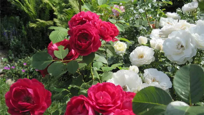 Роза Флорибунда описание сорта выращивание уход за кустом Розы флорибунда что это