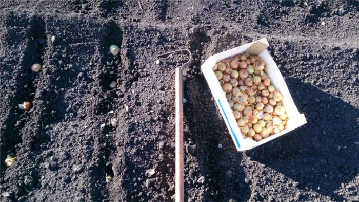 Технология посадки лукасевка весной как правильно садить и выращивать Лук севок как сажать