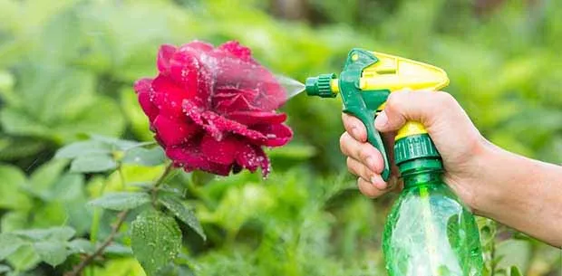 Тля на розах 10 способов как эффективно бороться народными средствами Тля на розах как избавиться