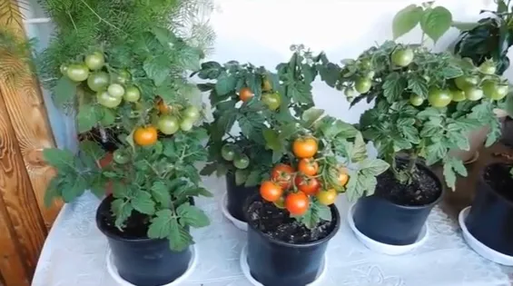 Выращиваем томаты на подоконнике от посева до первой перевалки Как выращивать помидоры на подоконнике