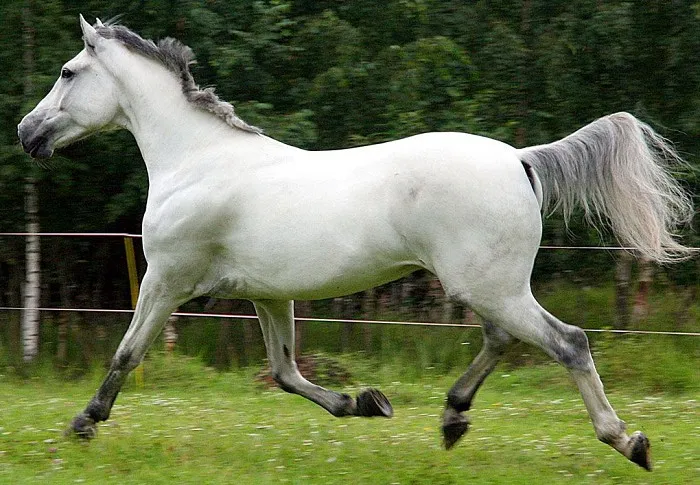 398 красивых русских имен для лошадей и жеребцов Как можно назвать лошадь