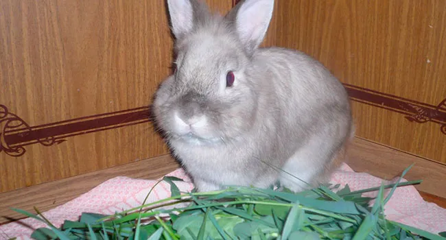 Чем кормить кроликов декоративных пород Декоративные кролики чем кормить