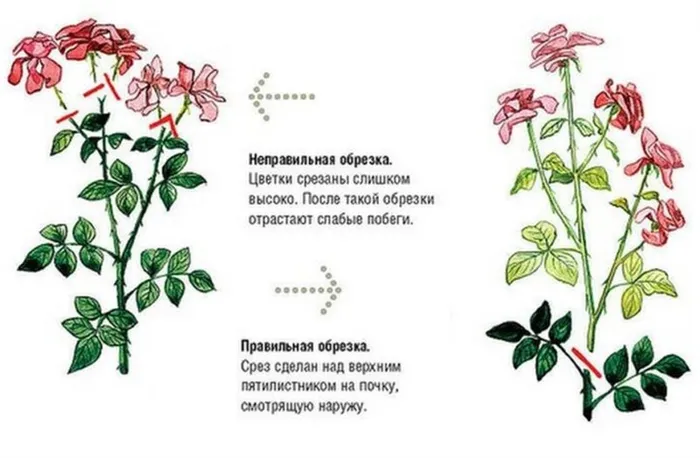 Инструкция для начинающих цветоводов как обрезать розы после цветения летом чтобы они снова зацвели Как обрезать розу после цветения