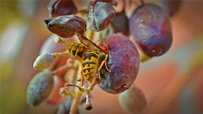 Как избавиться от ос на винограде Как уберечь виноград от ос