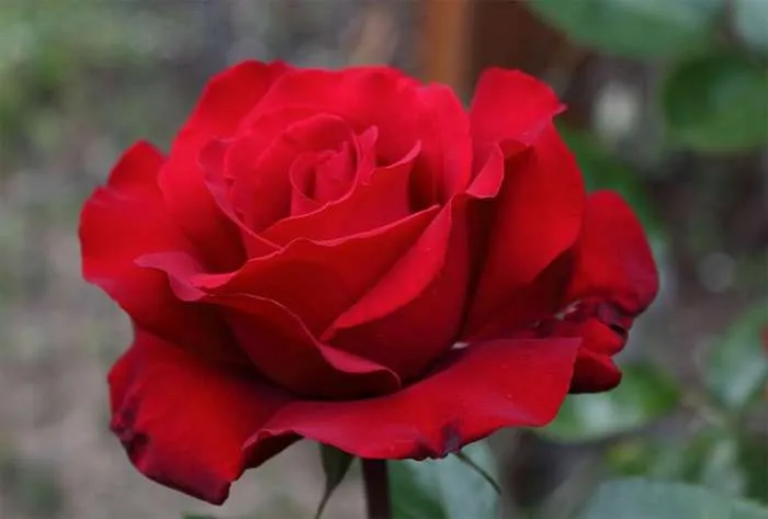 Как оживить розы если они завяли в вазе Как оживить розу в вазе