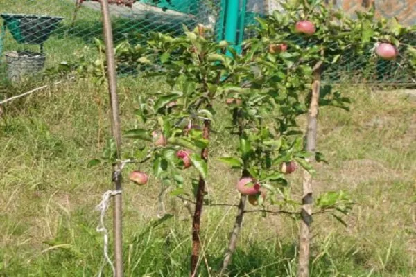 Как пересадить взрослую яблоню на новое место без вреда Как пересадить взрослую яблоню
