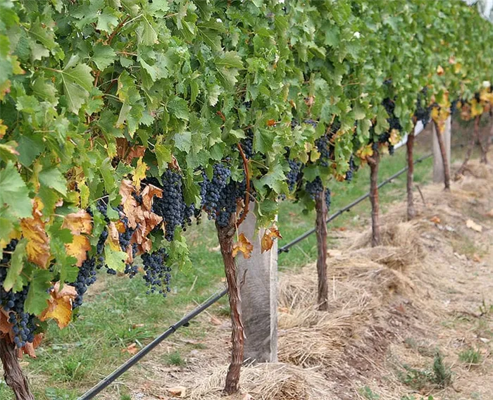 Как подвязать виноград Как правильно подвязывать виноград