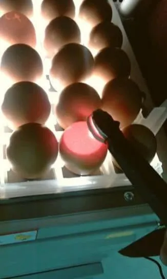 Как пользоваться овоскопом для проверки инкубационных яиц Овоскоп что это такое