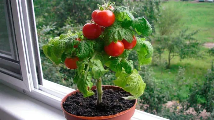 Как правильно вырастить помидоры от семечка до сбора урожая Как правильно сажать помидоры