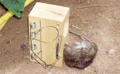 Как вывести крыс из курятника без риска для птиц народные методы ультразвук яды Как избавиться от крыс в курятнике