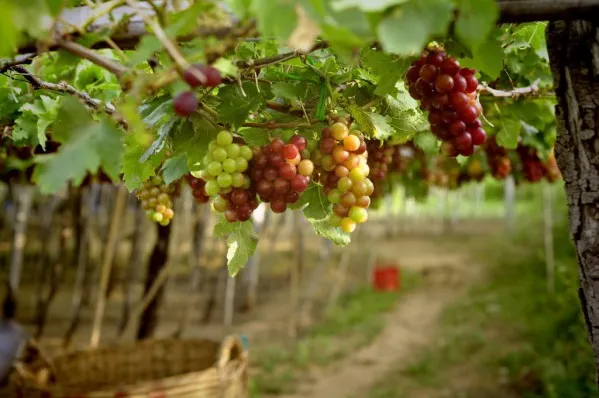 Когда и как сажать виноград осенью и весной Когда высаживать виноград в открытый грунт
