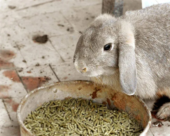 Кормление кроликов зимой Чем кормить кроликов зимой