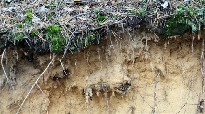 Кратко о почвах тайги Какие почвы в тайге