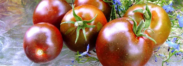 Лучшие сорта томатов с антоцианом Томаты с антоцианом что это