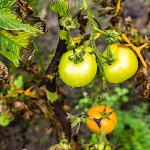 12 лучших вариантов как бороться с фитофторой на помидорах препараты и народные средства Как спасти помидоры от фитофторы