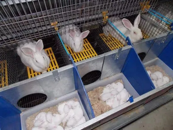 Маточник для кроликов своими руками размеры и чертежи клеток Как сделать маточник для крольчихи