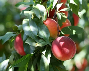 Морозостойкие сорта персика Какие персики можно выращивать в алтайском