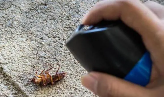 Откуда берутся тараканы в доме или квартире Что можно сделать Как в квартире появляются тараканы