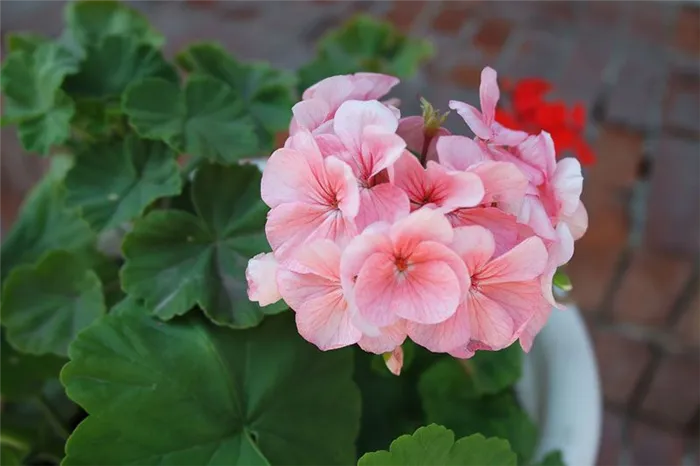Пеларгония уход сорта с фото отличия от герани Цветок похожий на герань как называется