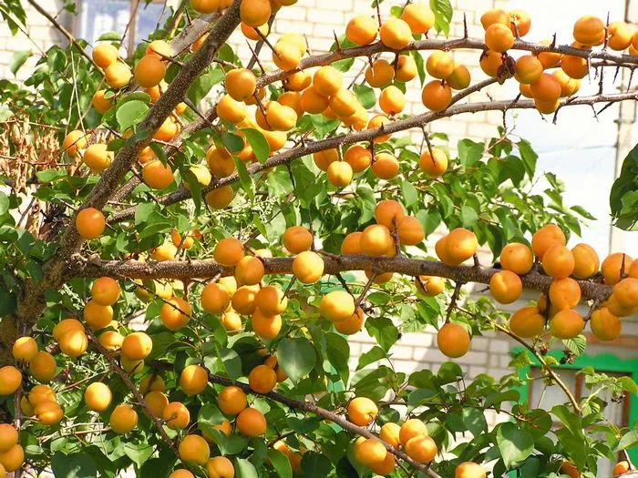 Плодоношение абрикоса проблемы и их решение На какой год плодоносит абрикос