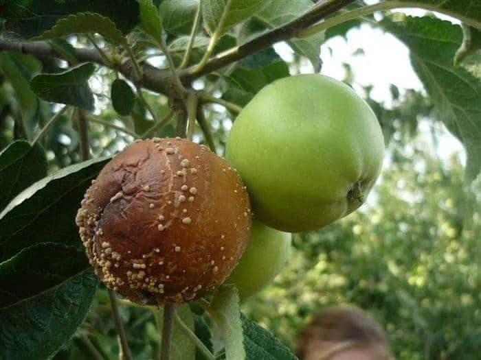 Почему гниют яблоки на дереве и что делать Почему гниют яблоки на дереве