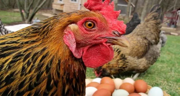 Почему куры клюют свои яйца и как с этим бороться Куры клюют яйца что делать