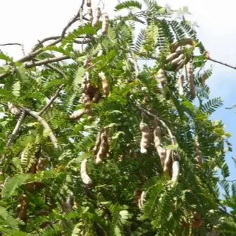 Технология посадки голубики пошаговая инструкция какие есть нюансы при выращивании этой ягоды Как посадить голубику правильно