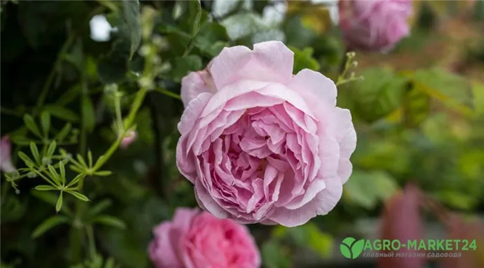 Самая ароматная роза чем пахнут розы список ароматных сортов Розы какой окраски издают самый сильный запах