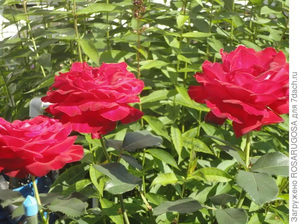 Сорта достойные внимания выбираем чайногибридные и розы флорибунда Чем отличается флорибунда от чайно гибридной розы