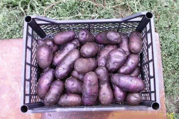 Сорта фиолетового картофеля Синяя картошка сорт как называется