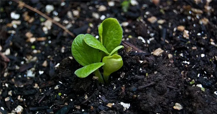 Сроки прорастания семян кабачков в открытом грунте причины отсутствия всхожести За сколько времени прорастает семя кабачка